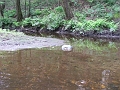 canoeing - cmr klea Tim S july 7 2006 french river trail - dead snapper
